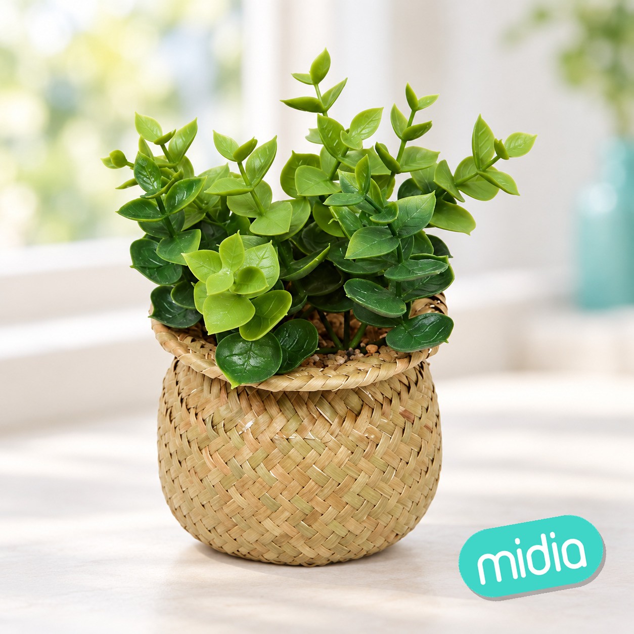 Planta Jil alto 18 cm maceta de junco surtida en caja