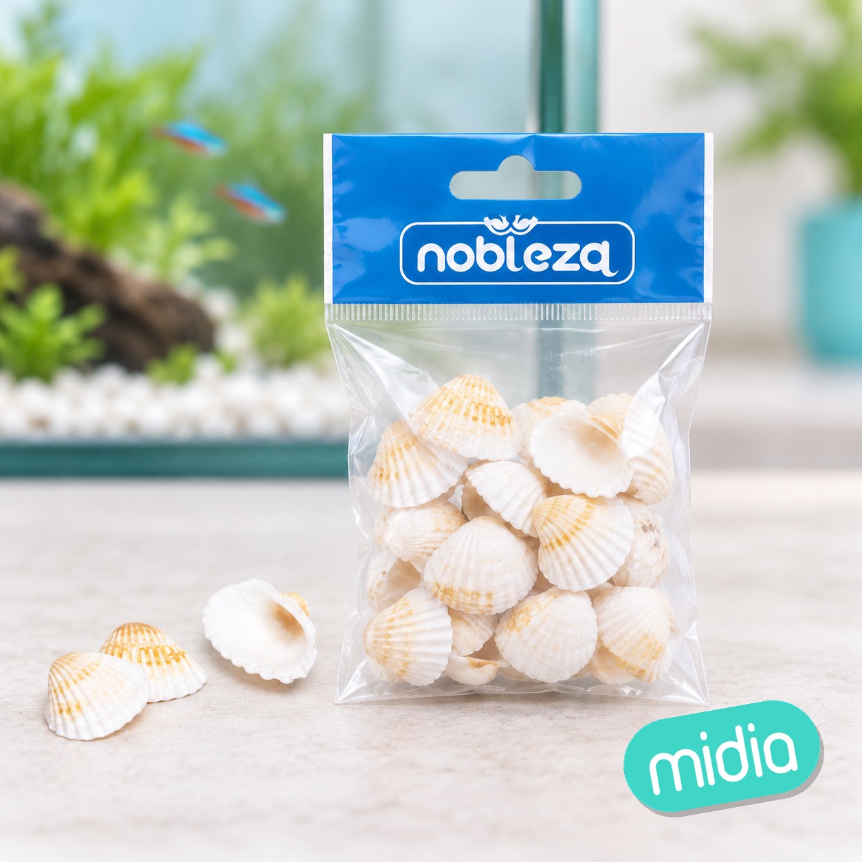 Conchas decorativas de vieira blanca